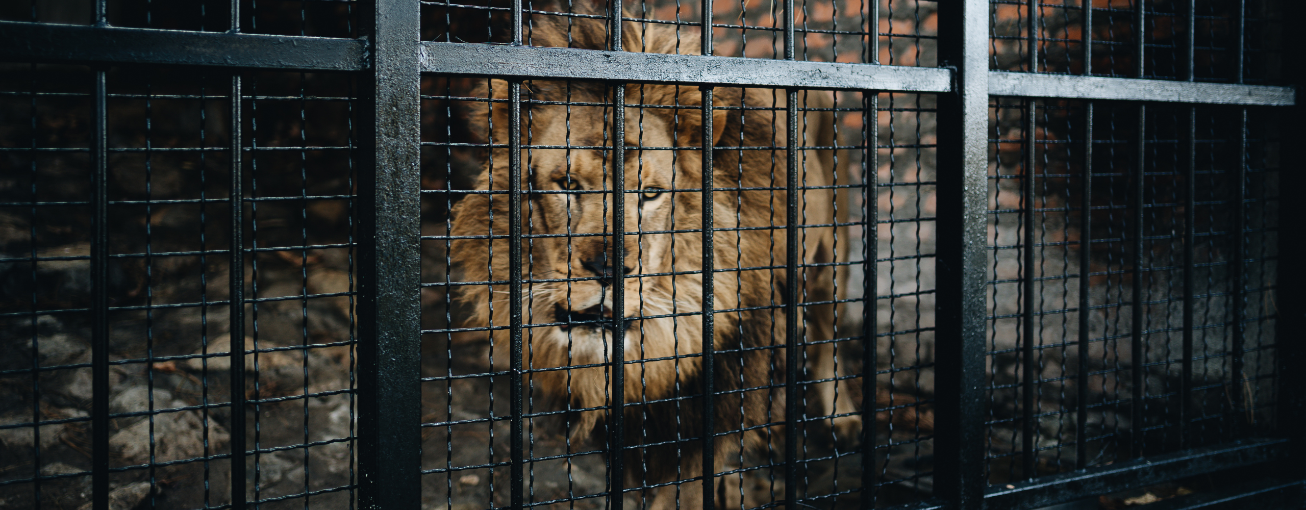 a caged lion for the Unlock drama blog Nehemiah project